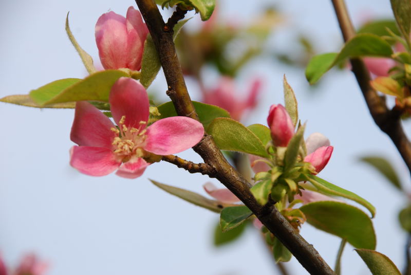 ���傢�����i���V�j�I���W�̒�