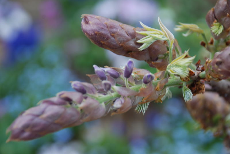 ���傢�����i���V�j�I���W�̒�