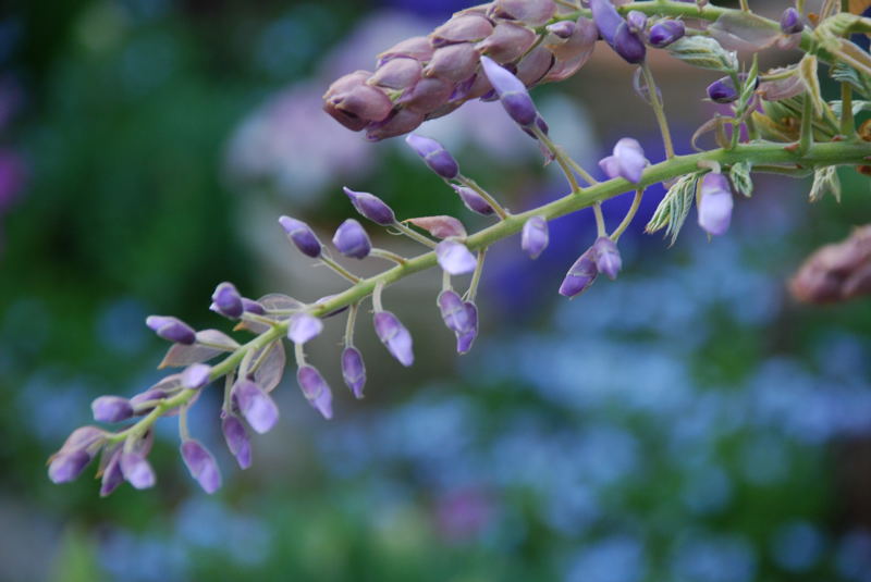 ���傢�����i���V�j�I���W�̒�