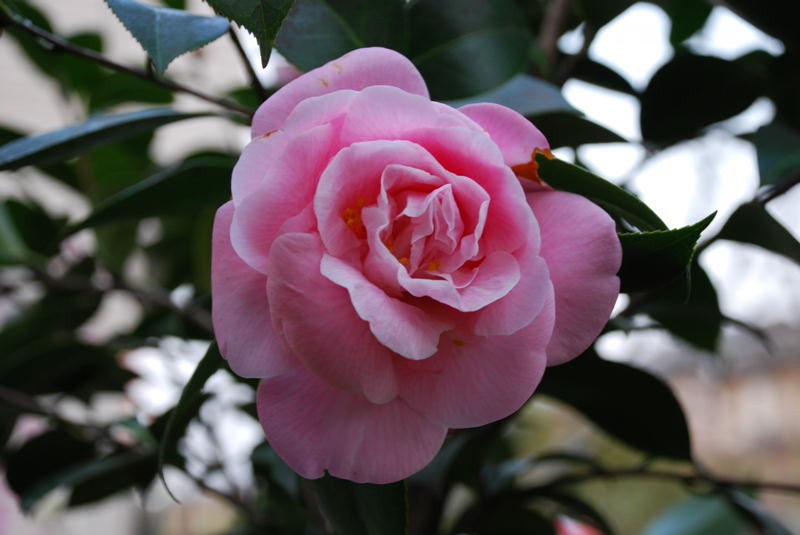 ���傢�����i���V�j�I���W�̒�