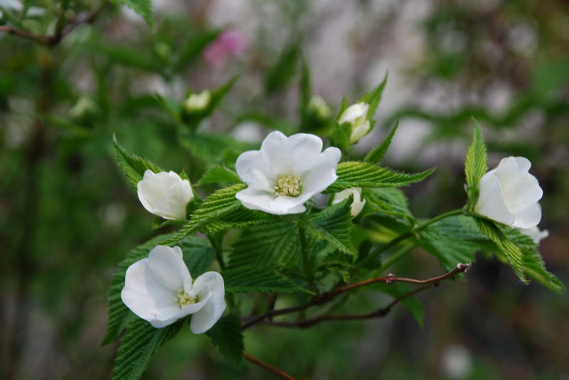 ���傢�����i���V�j�I���W�̒�