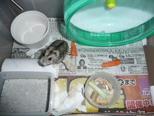 �n���n�����L�B