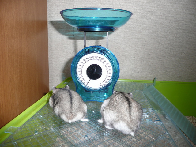 �n���n�����L�B