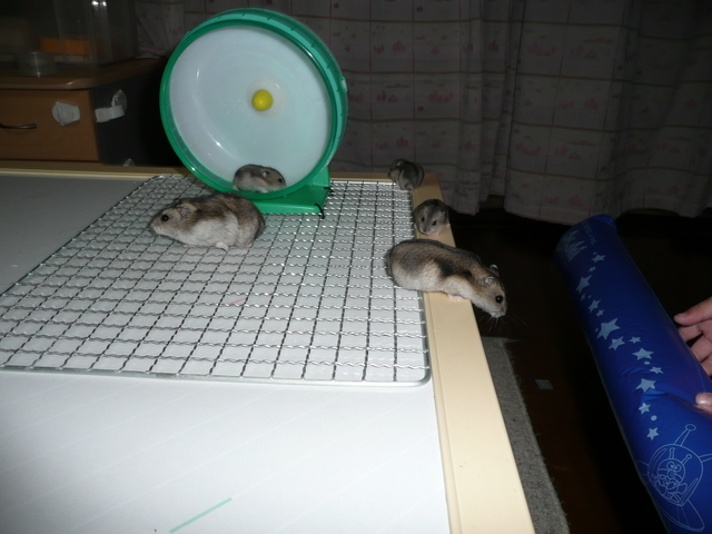 �n���n�����L�B