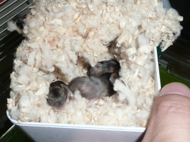 �n���n�����L�B