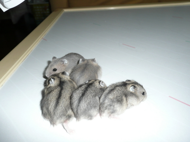 �n���n�����L�B