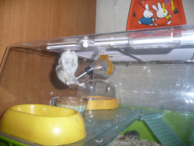 �n���n�����L�B