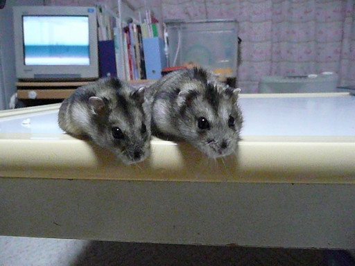 �n���n�����L�B