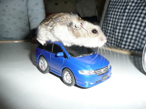 �n���n�����L�B