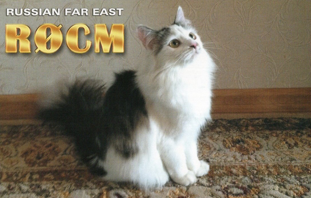 JI1FXS�̃A�}�`���A�������B