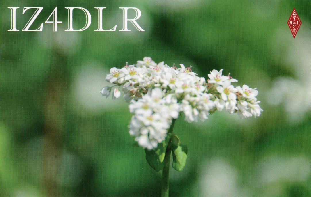 JI1FXS�̃A�}�`���A�������B