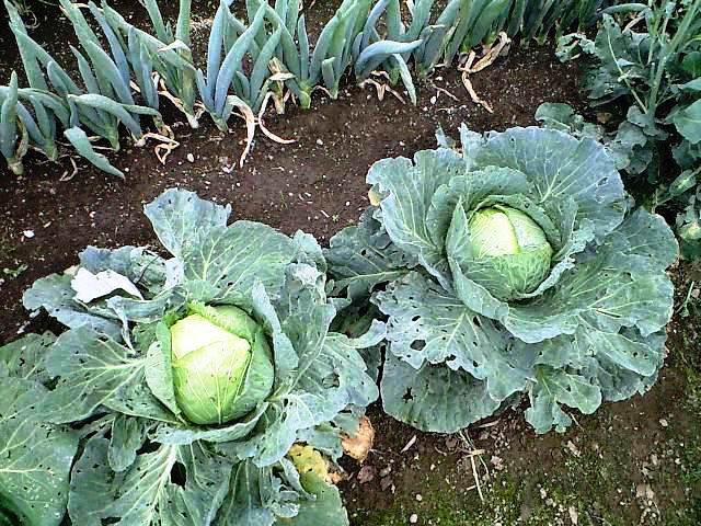 �H�V���`���䂤�Ă��`���L