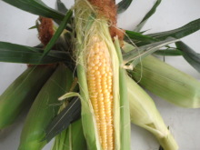 �H�V���`���䂤�Ă��`���L