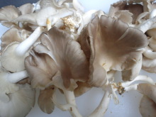 �H�V���`���䂤�Ă��`���L