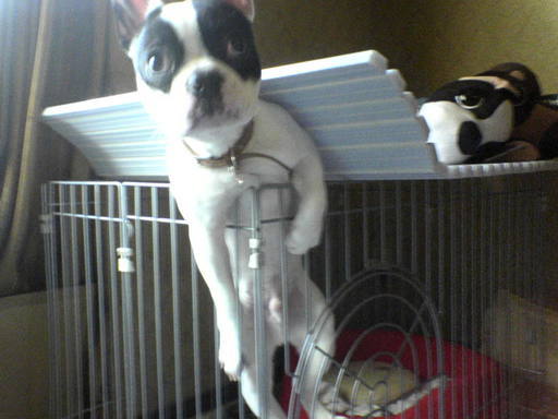 ���c���� �Ȗ؎s�s�����ʂ�C���v�����g�E�z���C�g�j���O�T����