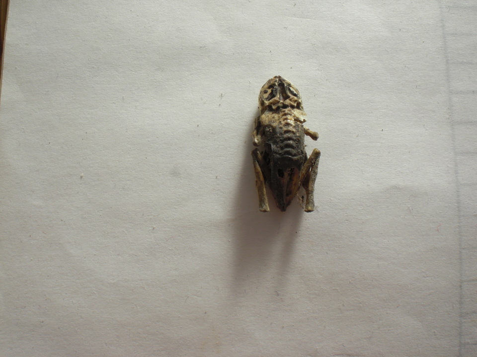 ��̉j���X �Ƃ��� ����~��~