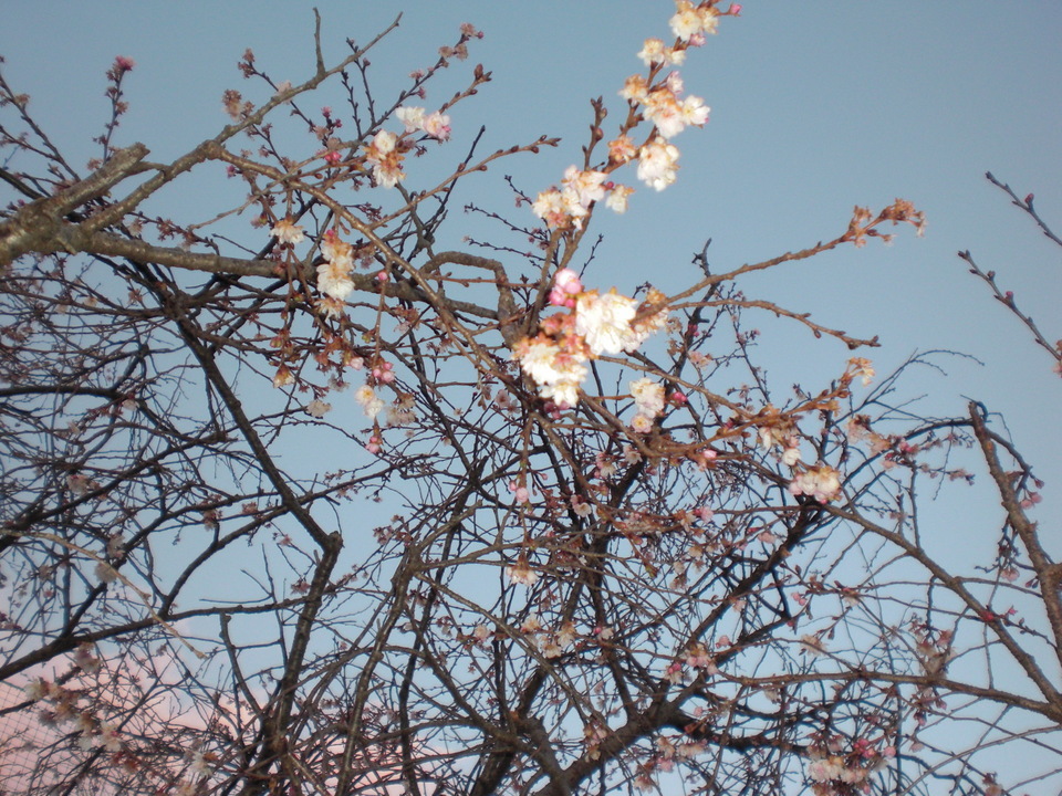 ��̉j���X �Ƃ��� ����~��~