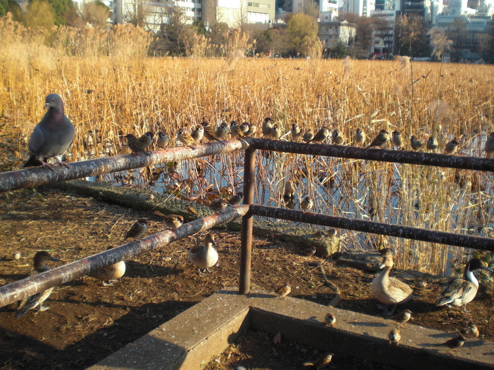 ��̉j���X �Ƃ��� ����~��~