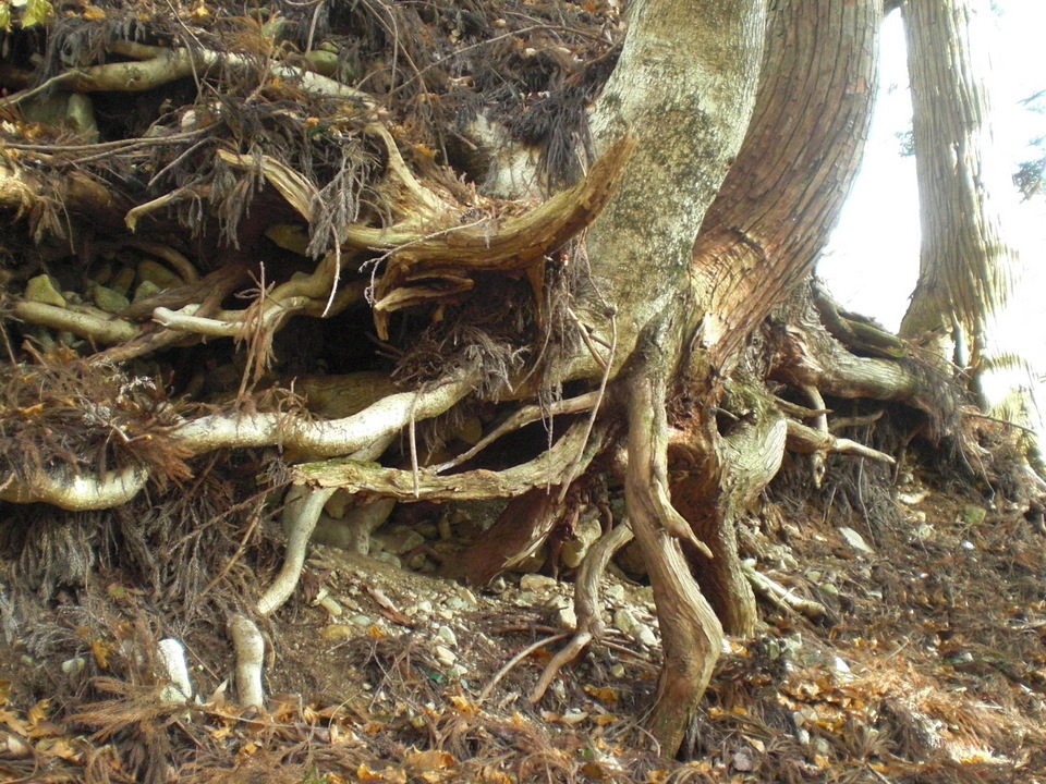 ��̉j���X �Ƃ��� ����~��~