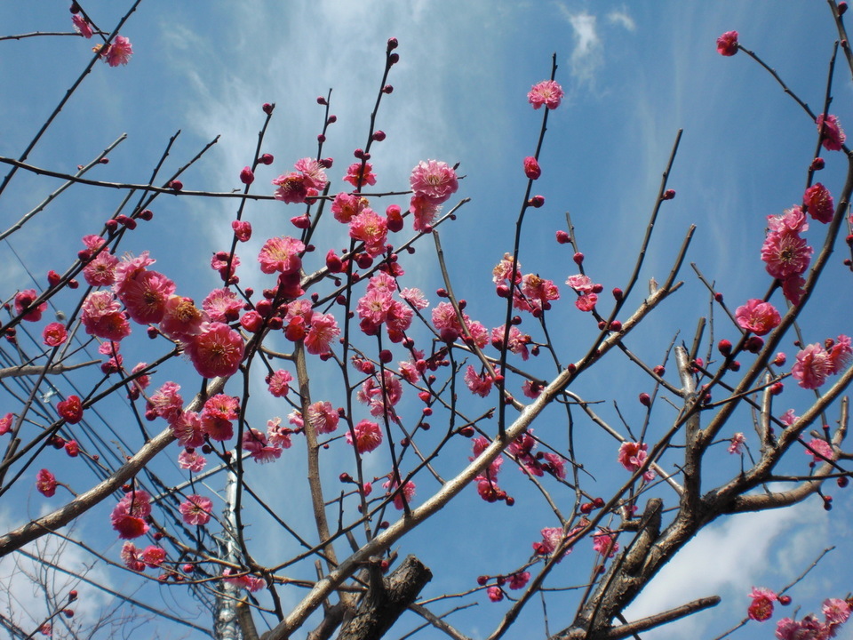 ��̉j���X �Ƃ��� ����~��~