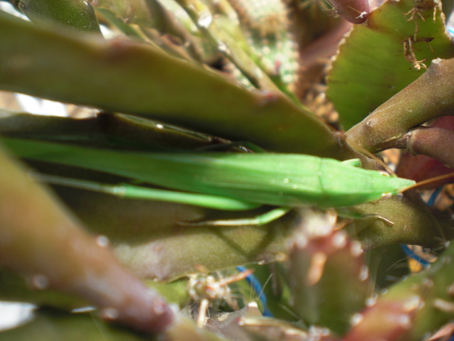 ��̉j���X �Ƃ��� ����~��~