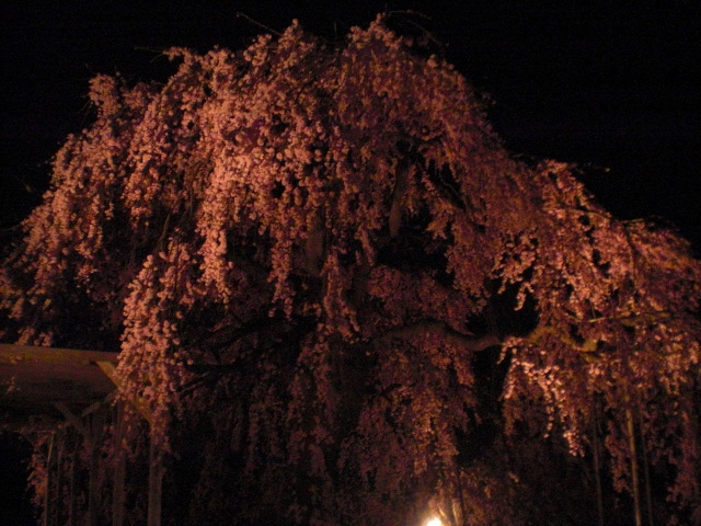 ��̉j���X �Ƃ��� ����~��~