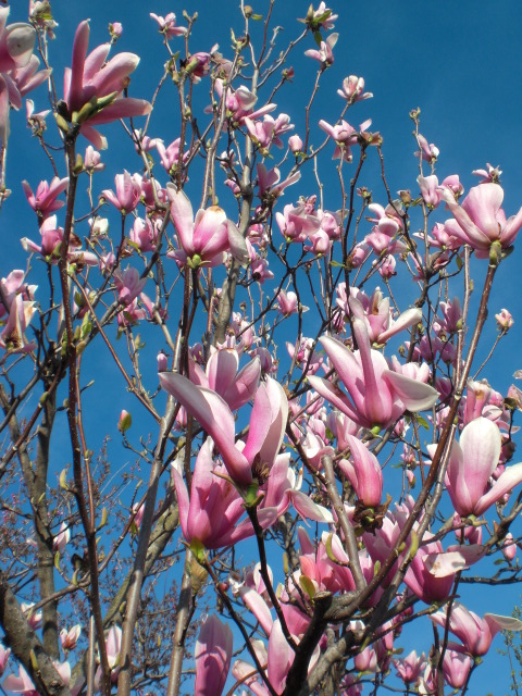 ��̉j���X �Ƃ��� ����~��~