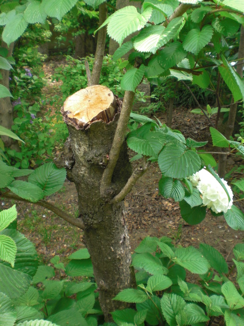 ��̉j���X �Ƃ��� ����~��~