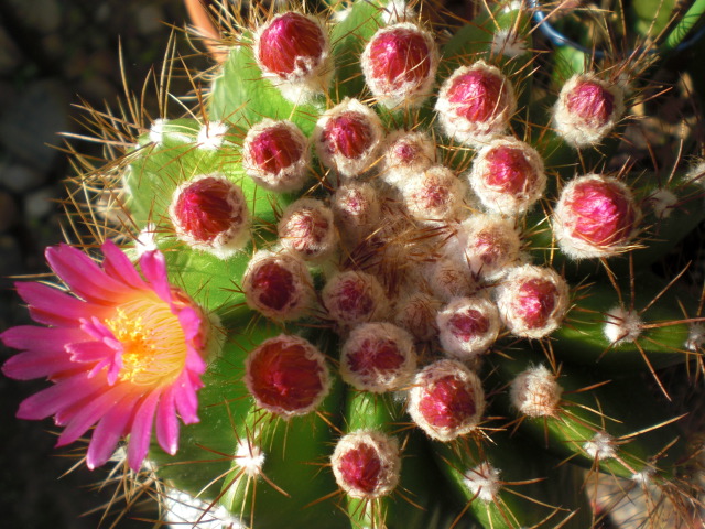 ��̉j���X �Ƃ��� ����~��~