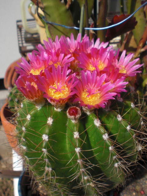 ��̉j���X �Ƃ��� ����~��~