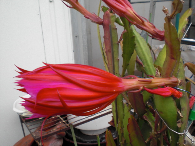 ��̉j���X �Ƃ��� ����~��~