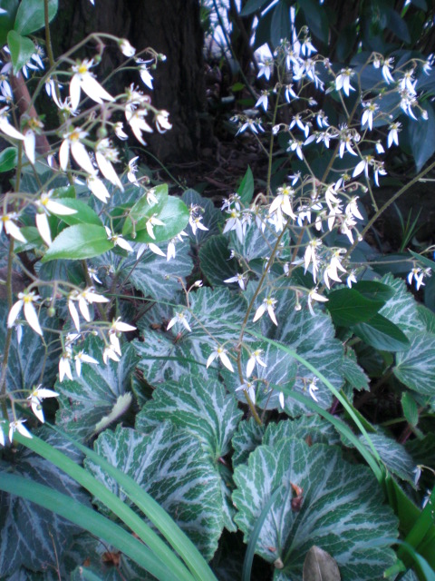 ��̉j���X �Ƃ��� ����~��~