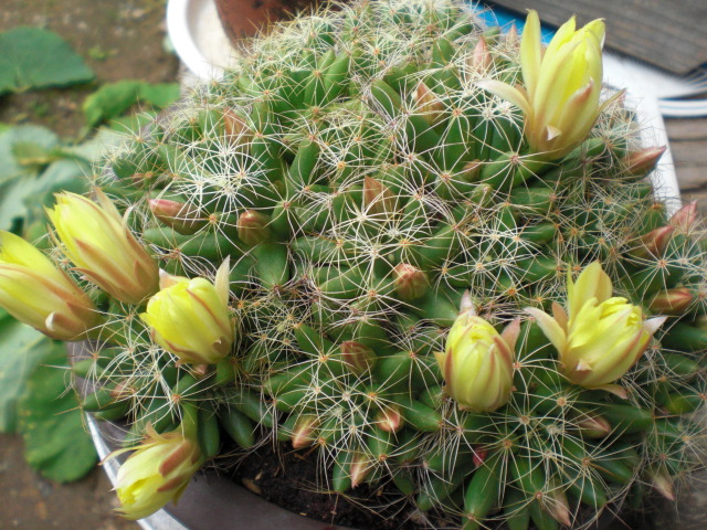 ��̉j���X �Ƃ��� ����~��~