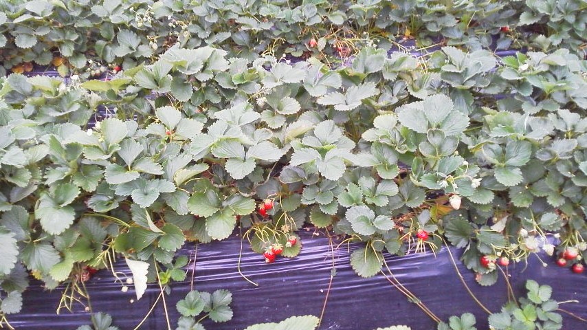 ��̉j���X �Ƃ��� ����~��~