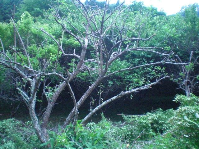 ��̉j���X �Ƃ��� ����~��~