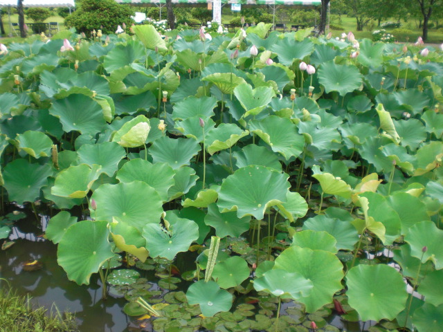 ��̉j���X �Ƃ��� ����~��~