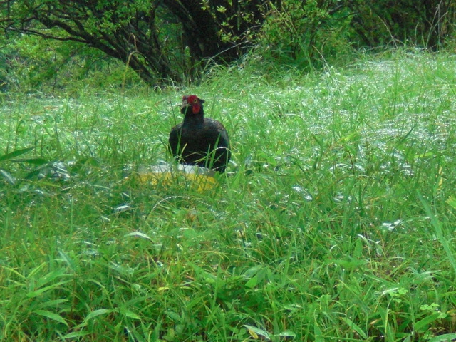 ��̉j���X �Ƃ��� ����~��~