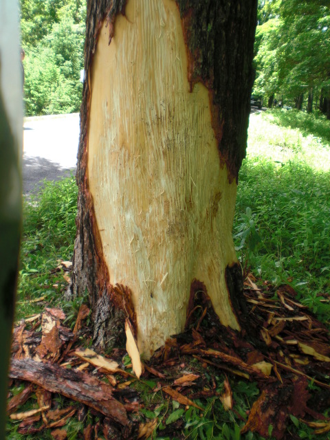 ��̉j���X �Ƃ��� ����~��~