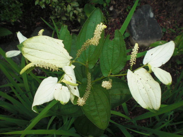 ��̉j���X �Ƃ��� ����~��~