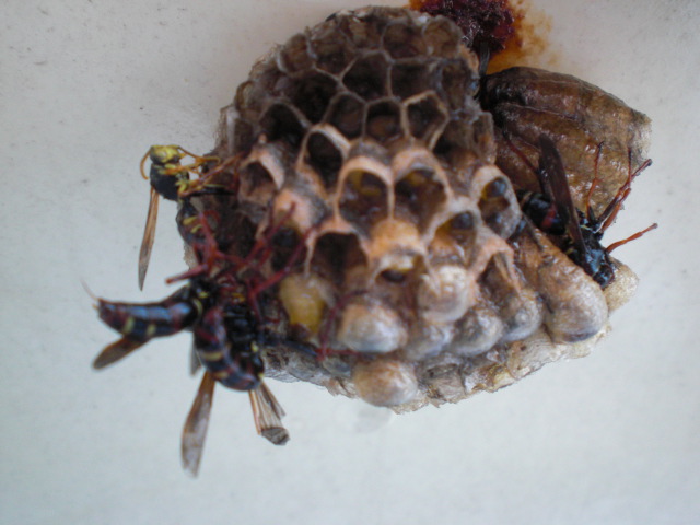 ��̉j���X �Ƃ��� ����~��~