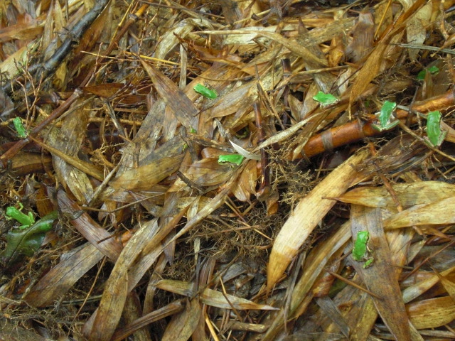 ��̉j���X �Ƃ��� ����~��~