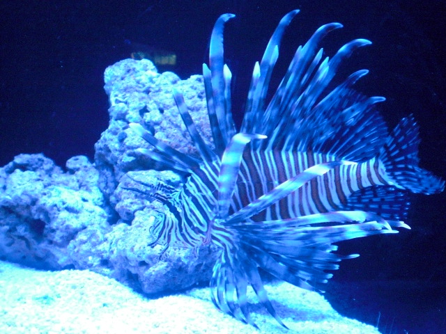 ��̉j���X �Ƃ��� ����~��~