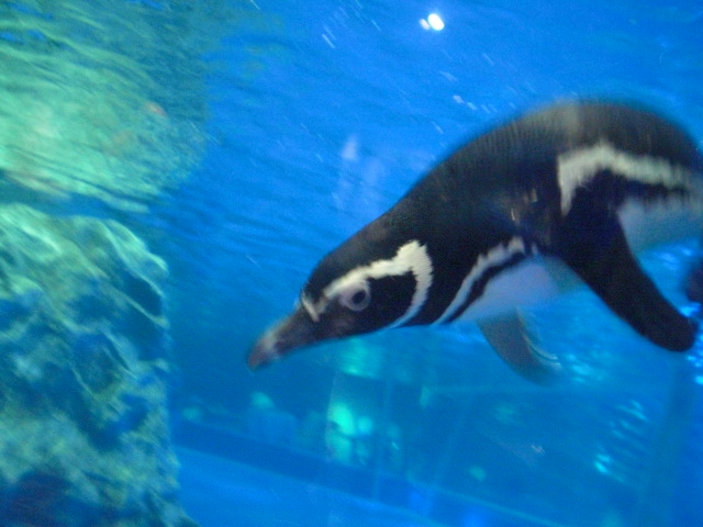 ��̉j���X �Ƃ��� ����~��~