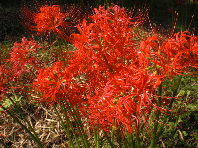 ��̉j���X �Ƃ��� ����~��~