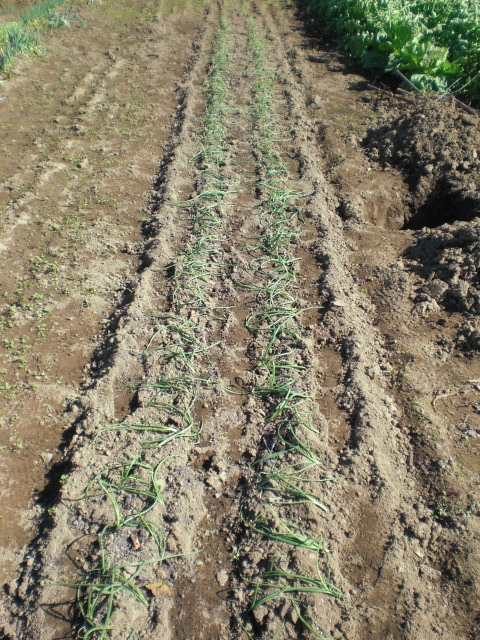 ��̉j���X �Ƃ��� ����~��~