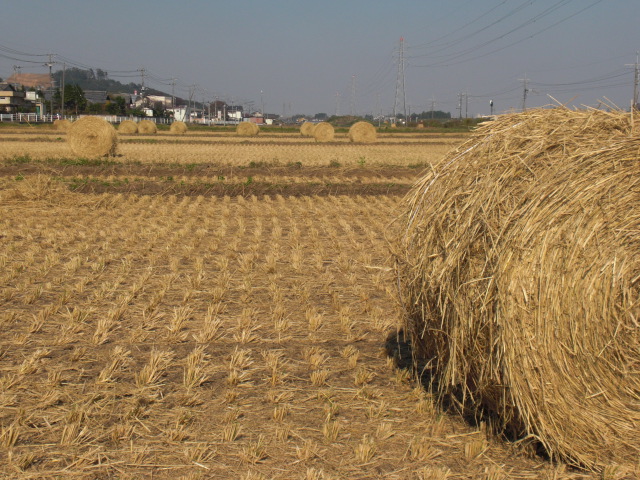 ��̉j���X �Ƃ��� ����~��~