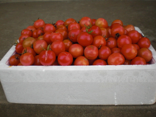 ��̉j���X �Ƃ��� ����~��~