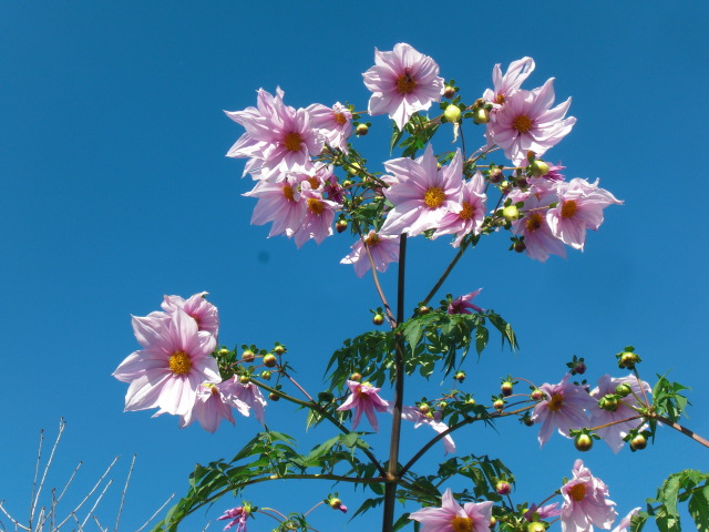 ��̉j���X �Ƃ��� ����~��~