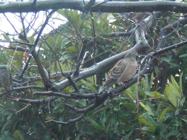 ��̉j���X �Ƃ��� ����~��~