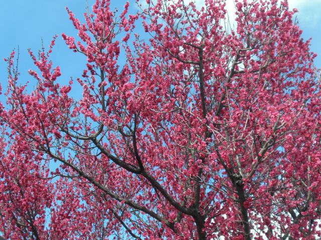 ��̉j���X �Ƃ��� ����~��~